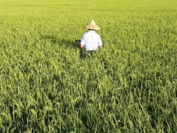 一期稻米爆量價跌 陳亭妃籲農委會重視解決