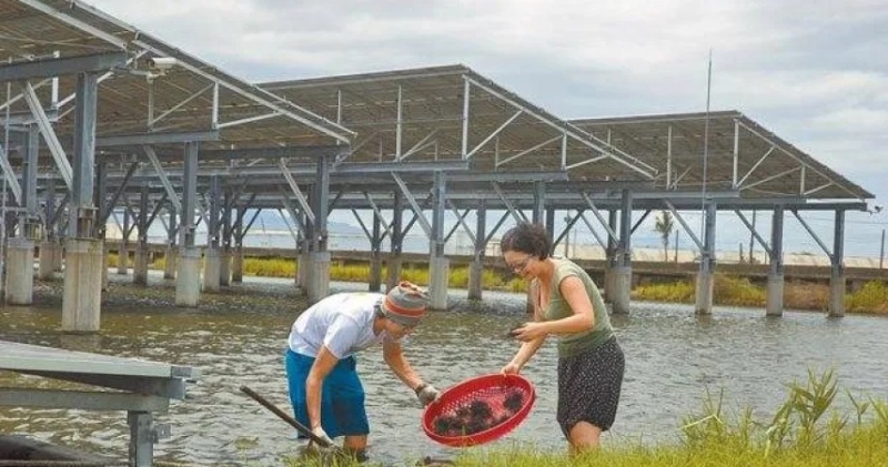 以種電取代傳統養魚 台南魚塭每公頃售價飆升