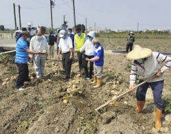 天氣多變新市地瓜「裂瓜」嚴重 初步認定已達災害救助標準