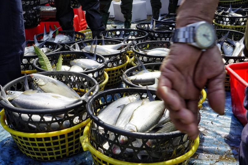 虱目魚為何變貴了？魚價來到十年高點，漁電衝擊產量大減、成本上漲雙重夾擊