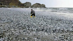 北海道函館海岸湧現大量沙丁魚　屍體蔓延1公里、專家解釋可能成因
