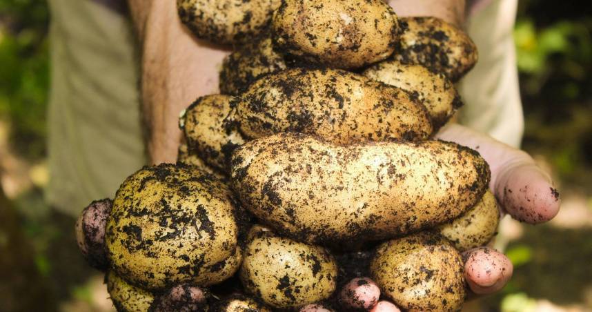 台美貿易協定放行發芽馬鈴薯　黃揚明怒批：你們要下地獄啊！