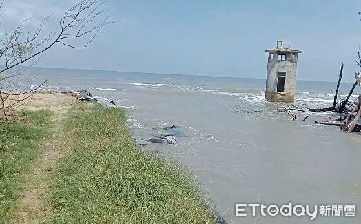 台南北門雙春沙洲被大潮沖出水道　20天沒人補！業者開轟