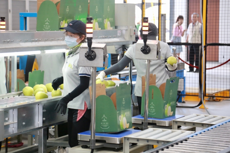 麻豆農會發表文旦柚機械一貫化生產模式 黃偉哲盼現代化設備提高產能及農民收益