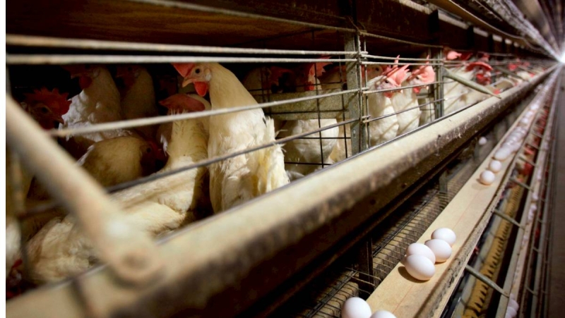 芬普尼禁用近8年　雞蛋為何污染？毒物科醫揭3可能原因