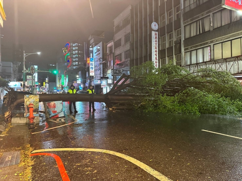 海葵颱風帶來強風造成行道樹倒塌 工務局全力處理 排除交通障礙維護安全