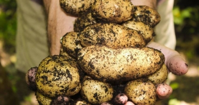 民進黨稱發芽馬鈴薯為「認知戰」　國民黨團：請停止用意識形態操弄食安議題