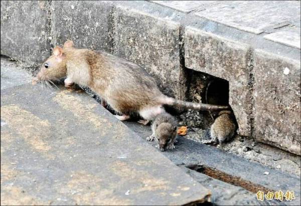 26年來首例！北市大安區爆漢他病毒死亡 疾管署：春季風險高